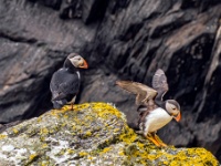 Sceilg Mhichíl / Skellig Michael